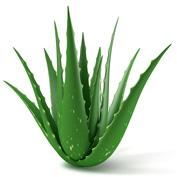 21 Uses of Aloe Vera